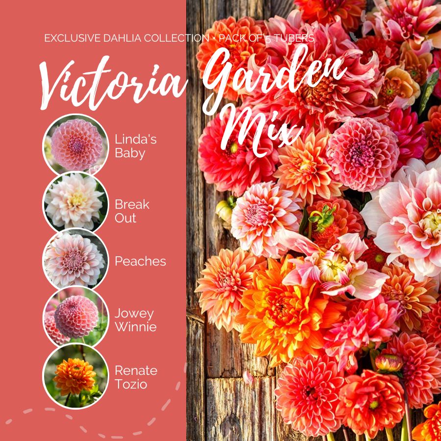 Dahlia Bulbs (Ball & Dinnerplate) - Victoria Garden Mix