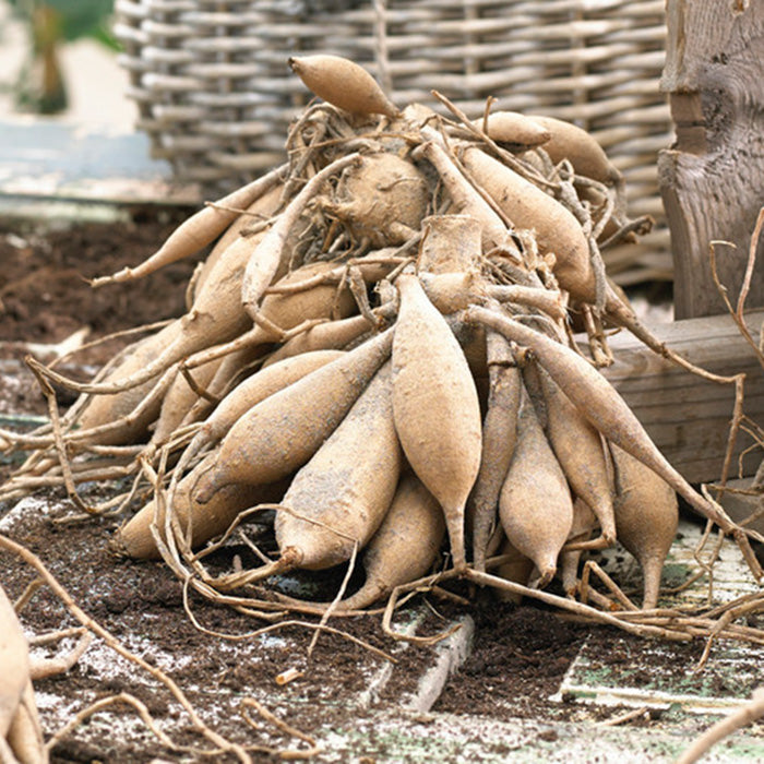 Dahlia Bulbs (Ball) - Cornel Bronze