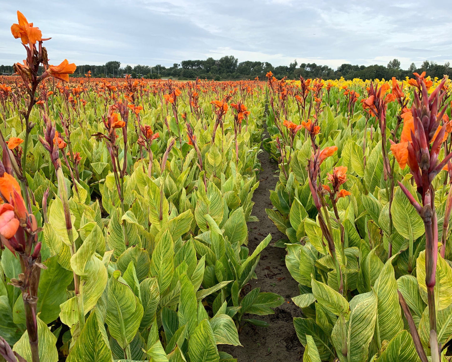 Canna 'Pretoria'