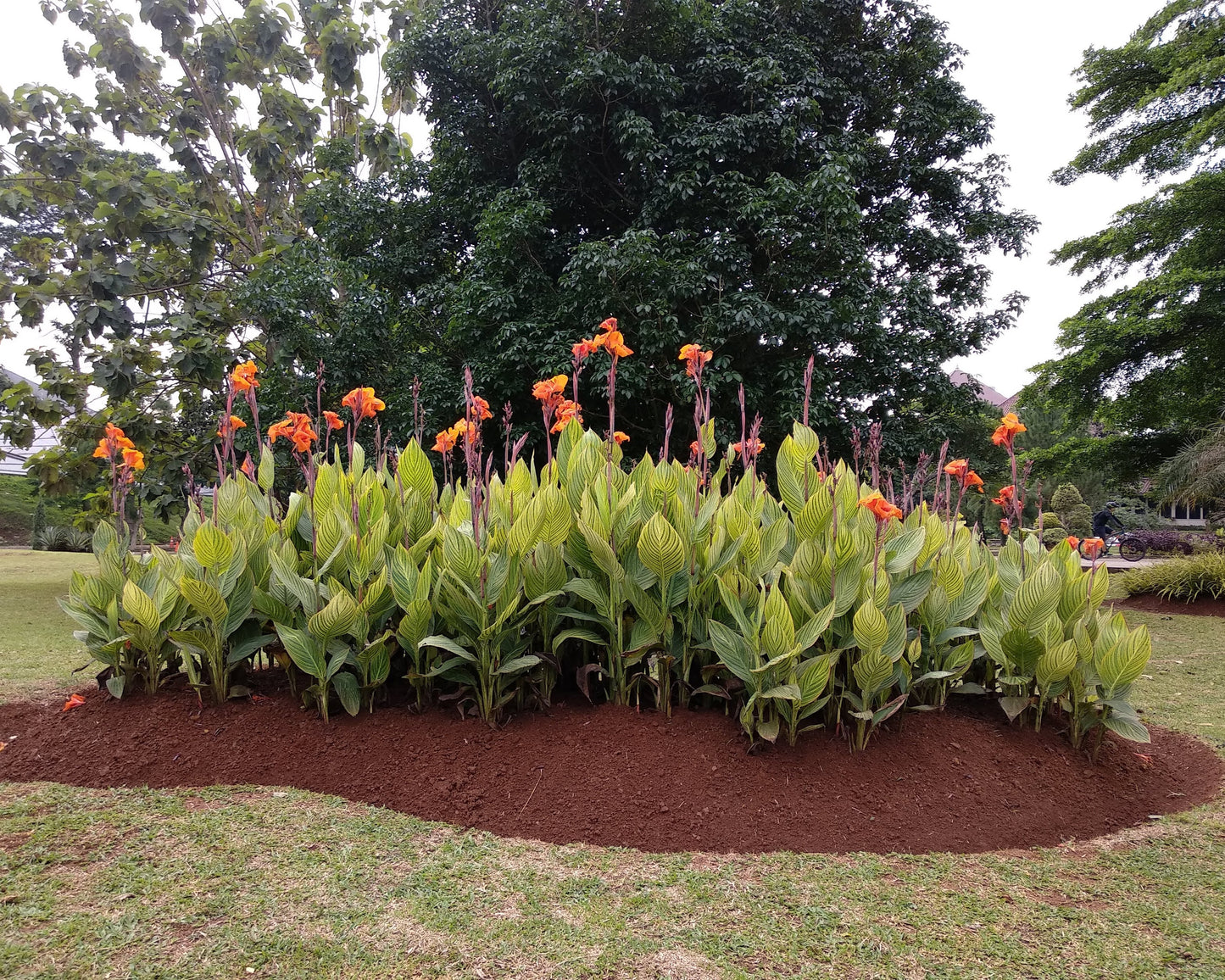 Canna 'Pretoria'