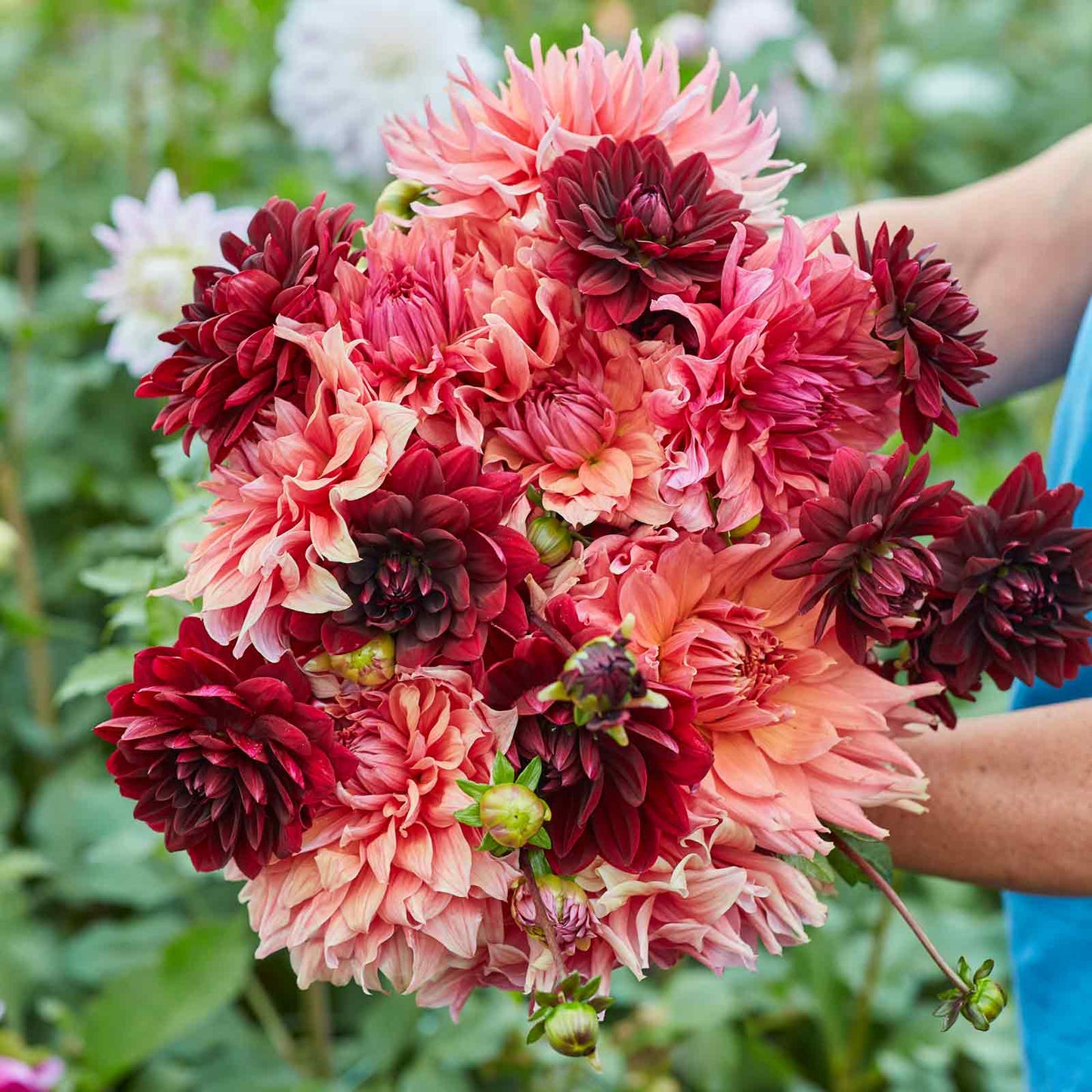 Dahlia Bulbs - Antique Blush Mix