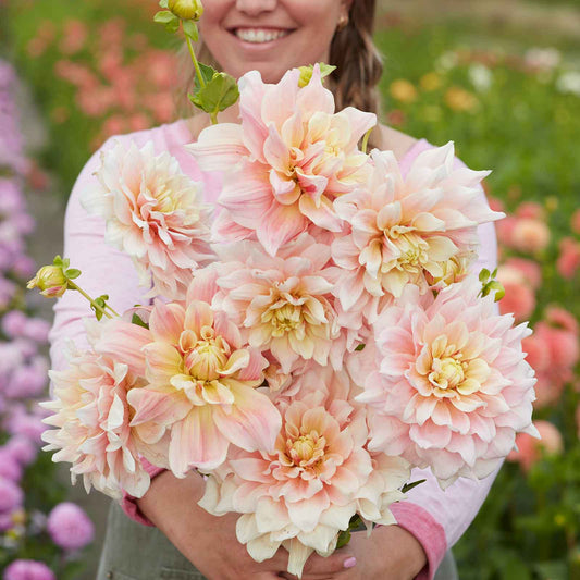 Dahlia Bulbs (Dinnerplate) - Break Out