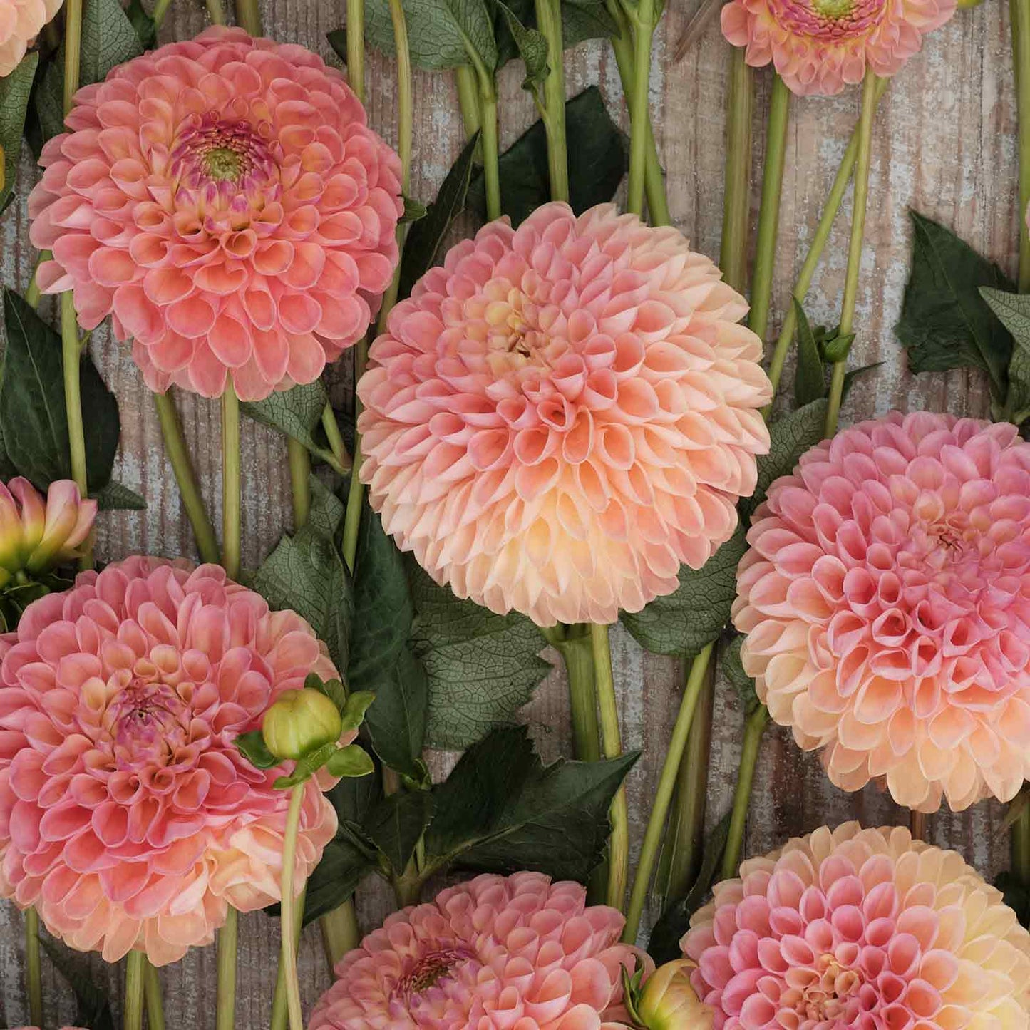 Dahlia Bulbs (Ball) - Jowey Nicky