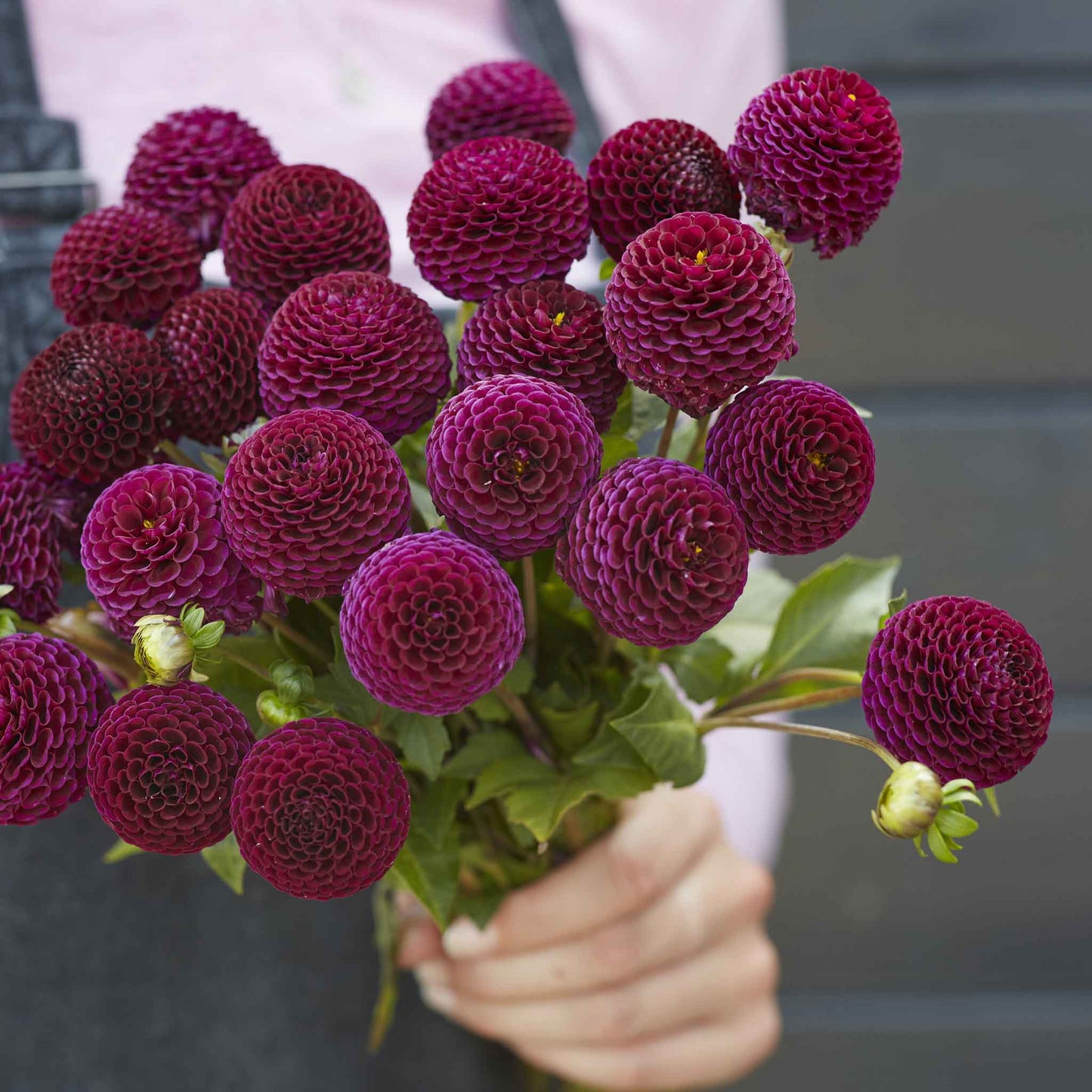 Dahlia Bulbs (Pompon) - Moor Place