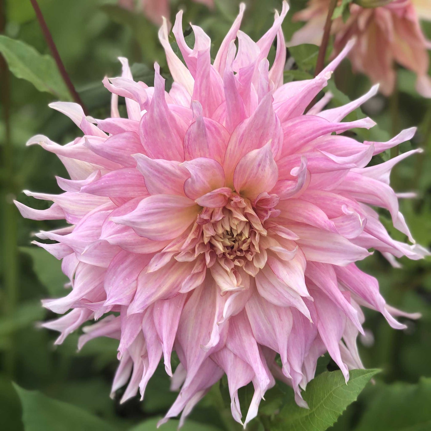 Dahlia Bulbs (Dinnerplate) - Penhill Watermelon