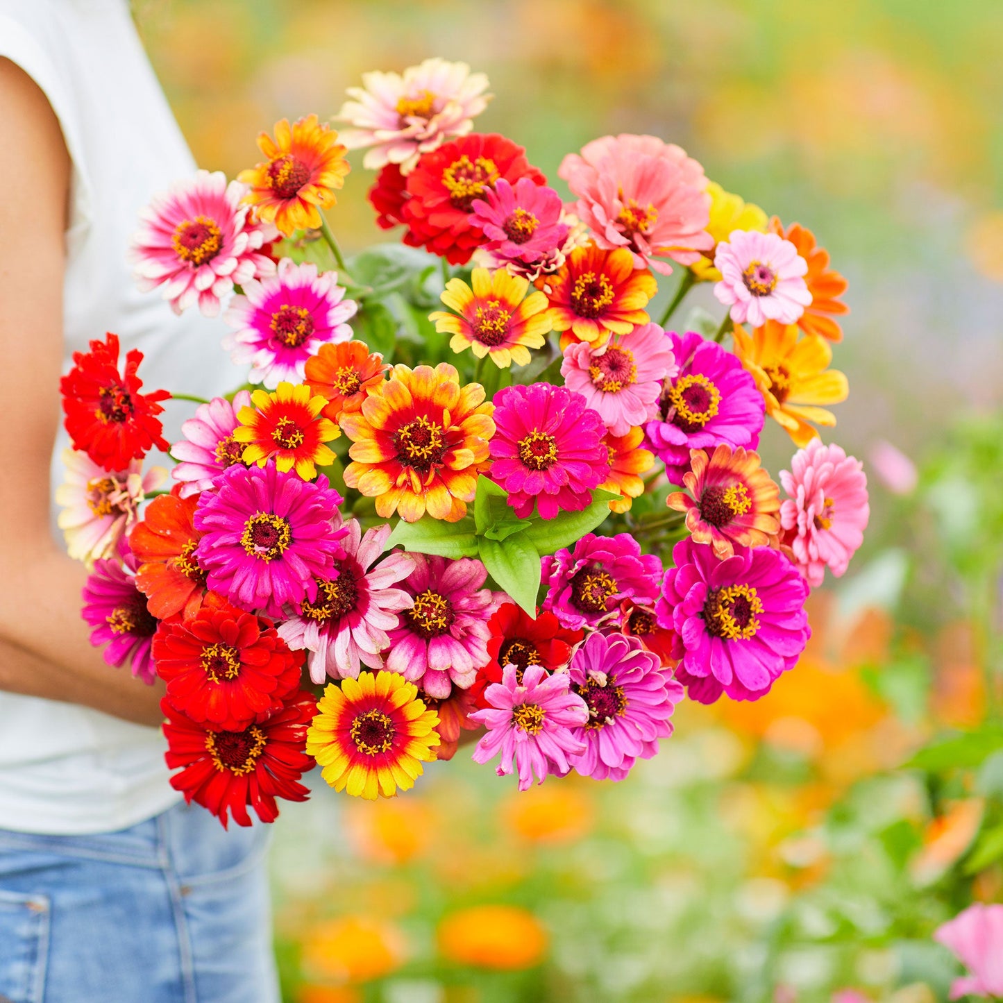 Zinnia Seeds - Carrousel Mixed