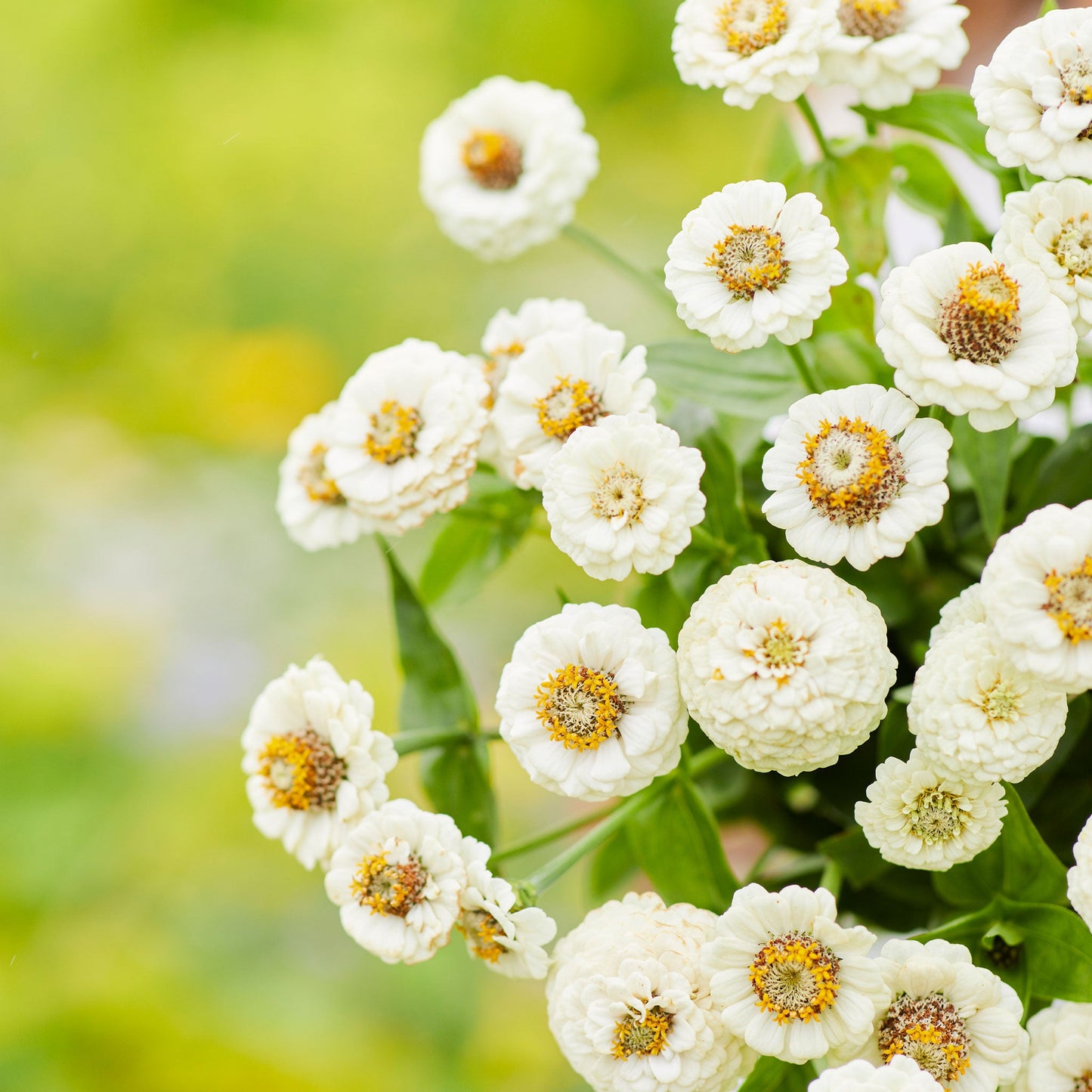 Zinnia Seeds - Lilliput White