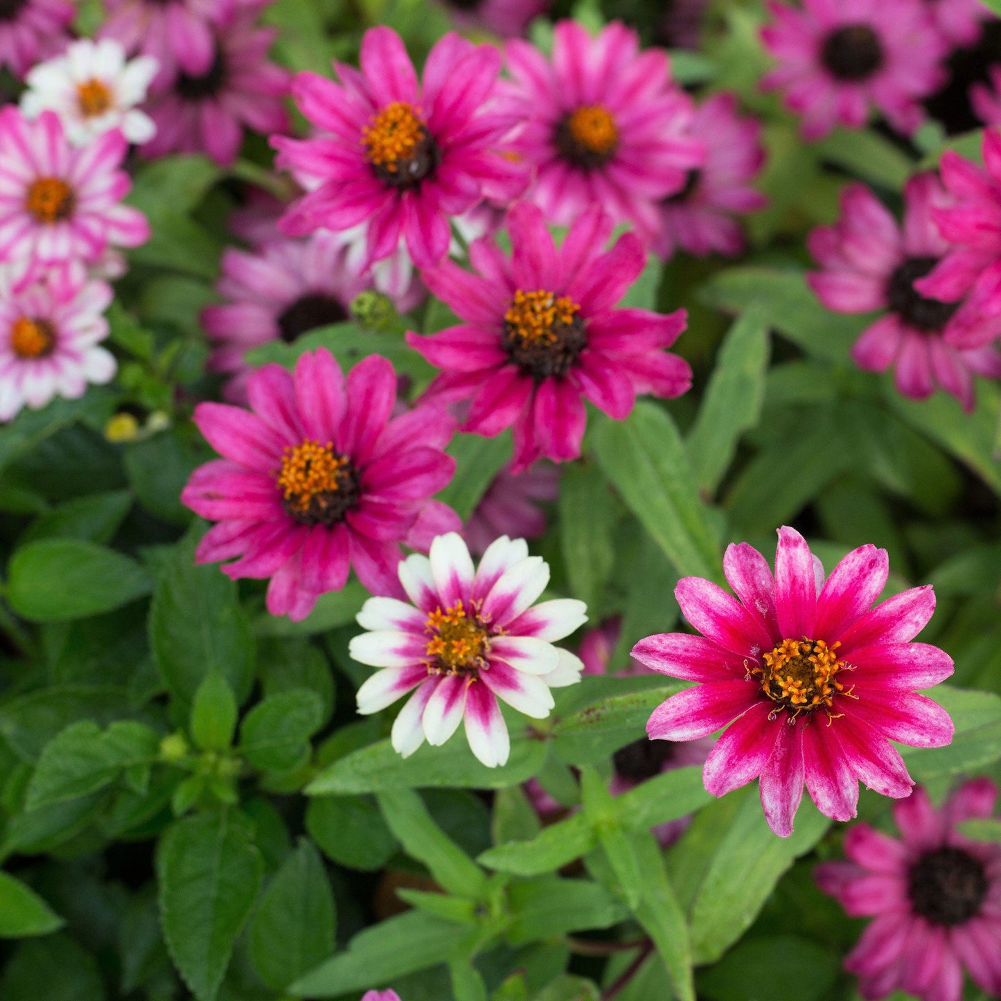 Zinnia Seeds - Profusion Cherry Bicolor