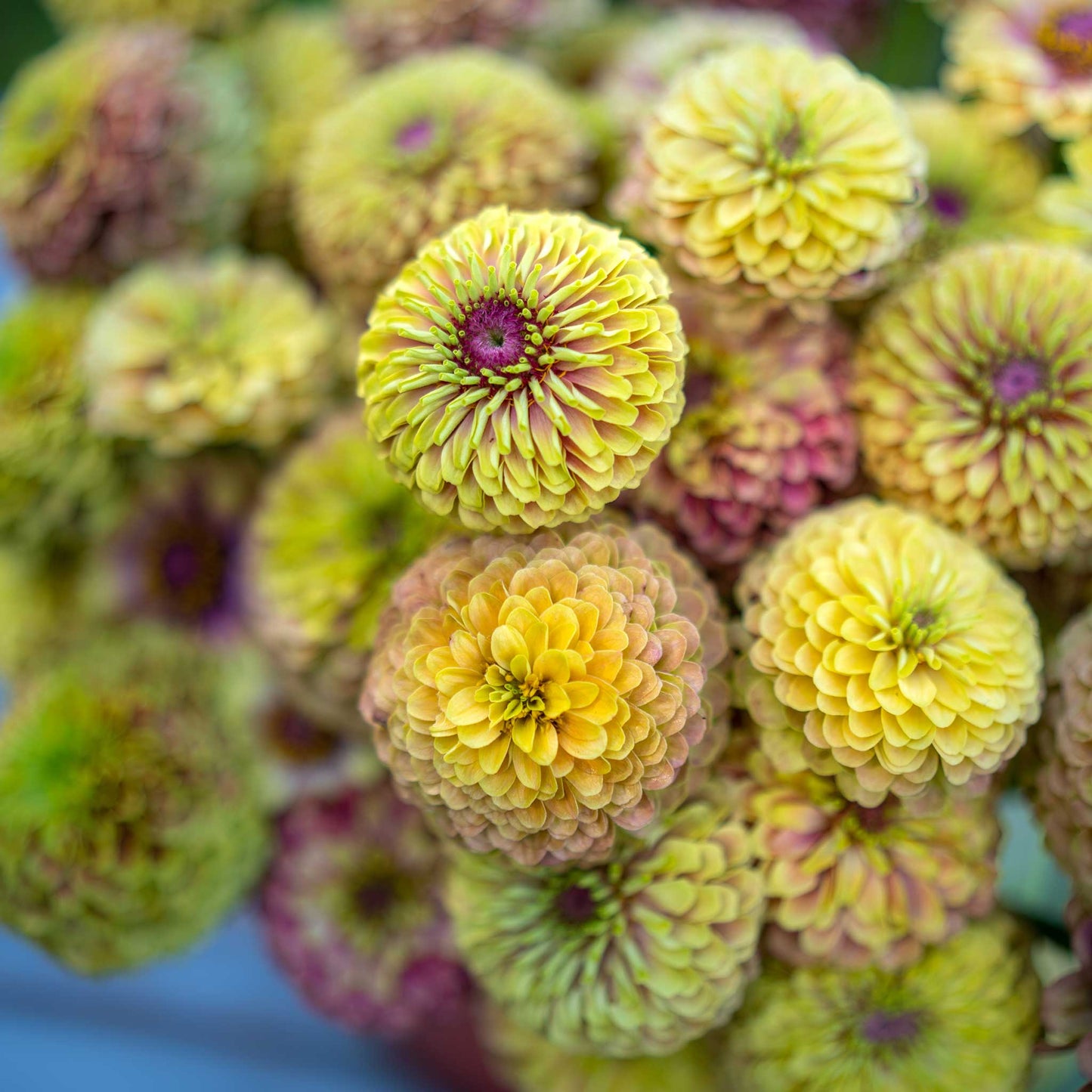 Zinnia Seeds - Queen Lime Blush