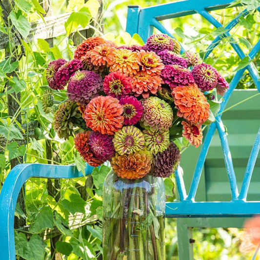 Zinnia Seeds - Queen Lime Mix