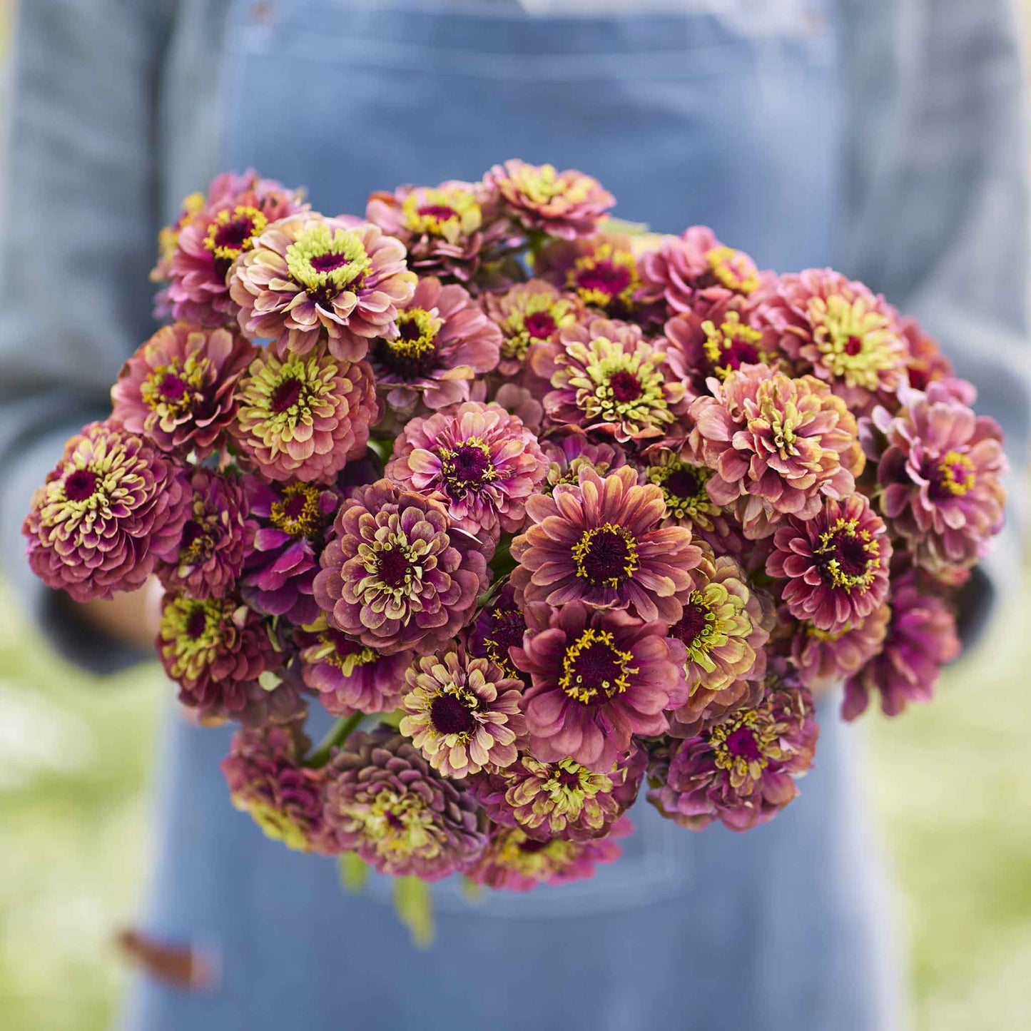 Zinnia Seeds - Queen Lime Red