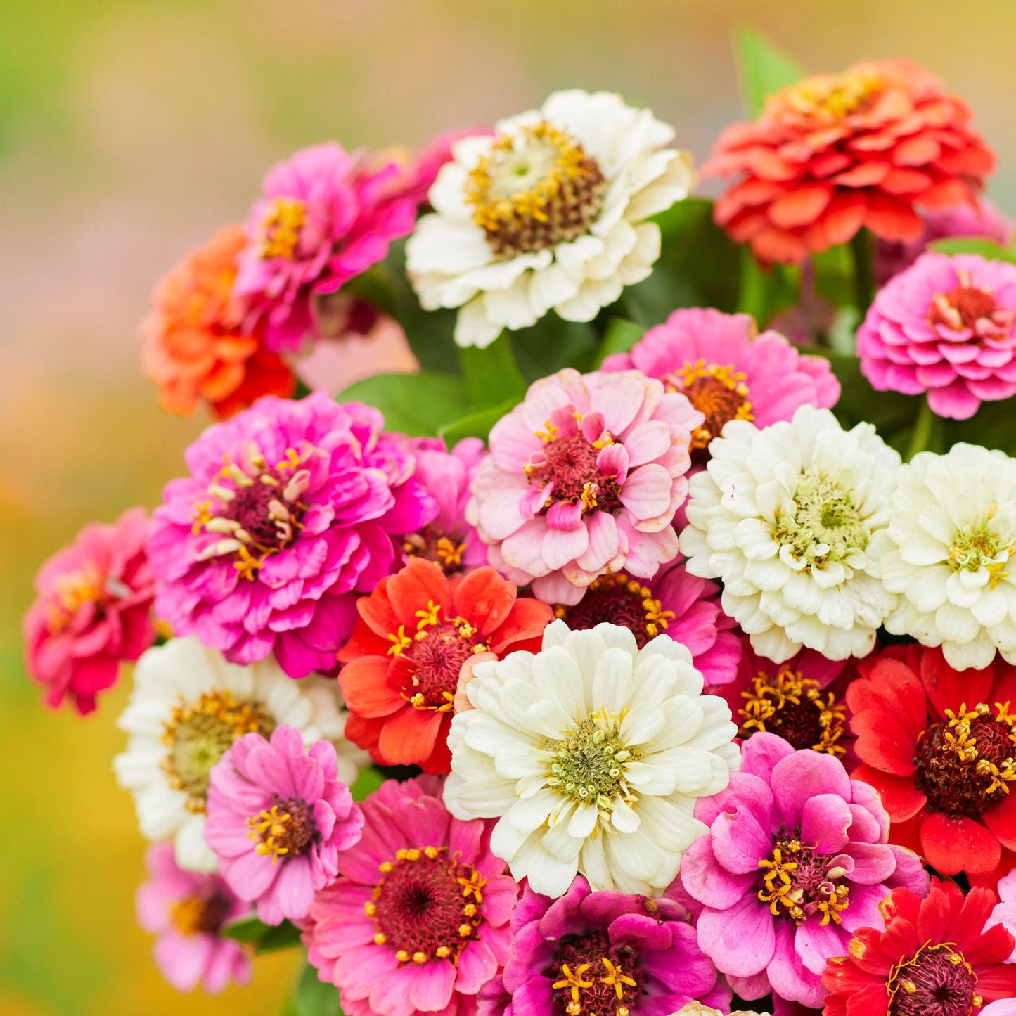 Zinnia Seeds (Dwarf) - Thumbelina